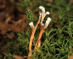 Attēlu rezultāti vaicājumam “Cordyceps farinosa”
