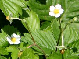 Attēlu rezultāti vaicājumam “Fragaria vesca flower”