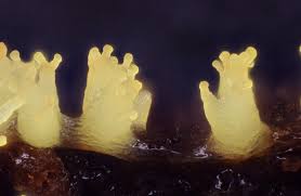 Attēlu rezultāti vaicājumam “Lycogala confusum macro”