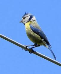 Attēlu rezultāti vaicājumam “Cyanistes caeruleus adult”