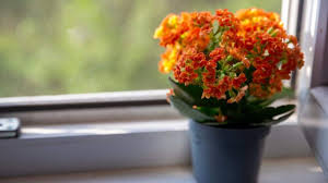 Image result for Kalanchoe blossfeldiana