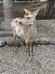 Attēlu rezultāti vaicājumam “Colloderma sp.”