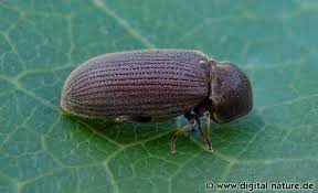 Attēlu rezultāti vaicājumam “Priobium carpini”