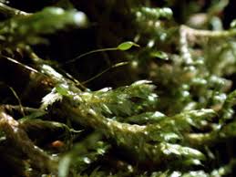 Attēlu rezultāti vaicājumam “Neckera complanata sporophyte”