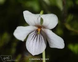 Attēlu rezultāti vaicājumam “Viola palustris”