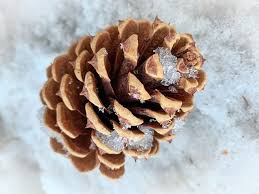 Attēlu rezultāti vaicājumam “Pinus ponderosa fruit”