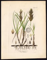 Attēlu rezultāti vaicājumam “Carex arenaria”