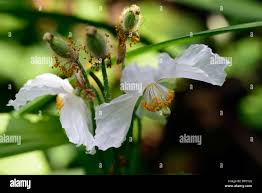 Image result for Meconopsis betonicifolia alba
