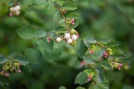 Attēlu rezultāti vaicājumam “Symphoricarpos albus flower”