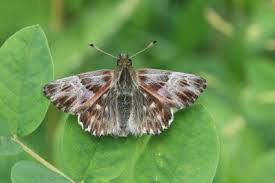 Attēlu rezultāti vaicājumam “Carcharodus floccifera”