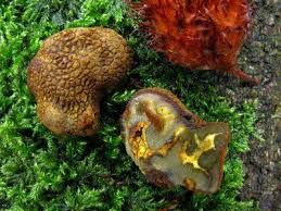 Attēlu rezultāti vaicājumam “Pachyphloeus melanoxanthus”