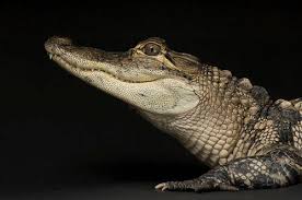 Image result for Alligator mississippiensis