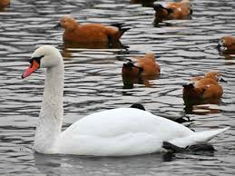 Attēlu rezultāti vaicājumam “Cygnus olor”