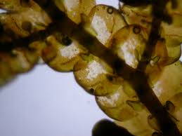 Attēlu rezultāti vaicājumam “Frullania tamarisci macro”