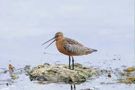 Attēlu rezultāti vaicājumam “Limosa lapponica adult”