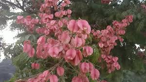 Image result for Begonia cucullata var. Hookeri