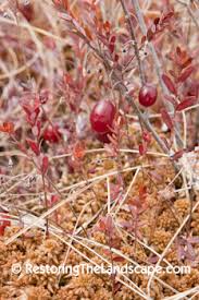 Attēlu rezultāti vaicājumam “Oxycoccus”