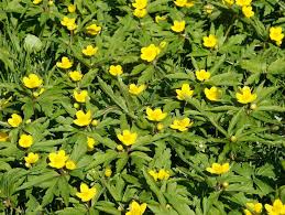 Attēlu rezultāti vaicājumam “Anemone ranunculoides leaf”