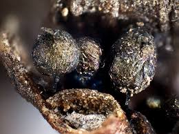 Attēlu rezultāti vaicājumam “Lamproderma pseudomaculatum”