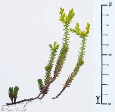 Attēlu rezultāti vaicājumam “Sedum sexangulare”