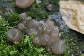 Attēlu rezultāti vaicājumam “Ombrophila violacea spores”