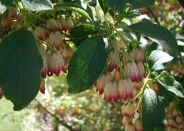 Attēlu rezultāti vaicājumam “Enkianthus campanulatus flower”