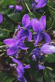 Attēlu rezultāti vaicājumam “Viola odorata leaf”