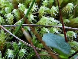 Attēlu rezultāti vaicājumam “Philonotis fontana sporophyte”