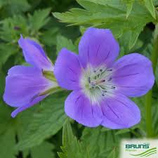 Attēlu rezultāti vaicājumam “Geranium sylvaticum”
