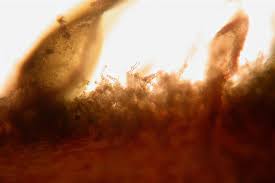 Attēlu rezultāti vaicājumam “Thuidium delicatulum sporophyte”