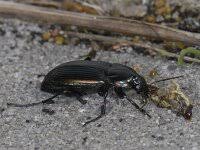 Attēlu rezultāti vaicājumam “Poecilus versicolor”