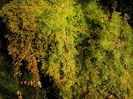 Attēlu rezultāti vaicājumam “Palustriella commutata”