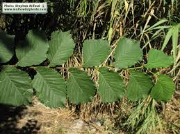 Attēlu rezultāti vaicājumam “Ulmus glabra leaf”