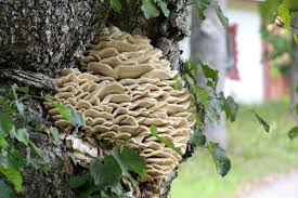 Attēlu rezultāti vaicājumam “Climacodon septentrionalis”