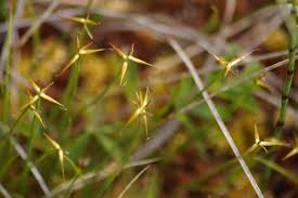 Attēlu rezultāti vaicājumam “Carex pauciflora”
