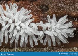 Attēlu rezultāti vaicājumam “Ceratiomyxa fruticulosa”