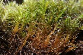 Attēlu rezultāti vaicājumam “Grimmia muehlenbeckii”