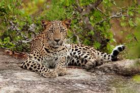 Image result for Яла заповедник