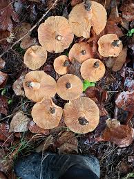 Attēlu rezultāti vaicājumam “Lactarius deterrimus”