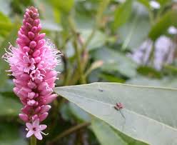 Attēlu rezultāti vaicājumam “Polygonum amphibium flower”