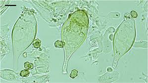 Attēlu rezultāti vaicājumam “Inocybe lanuginosa”