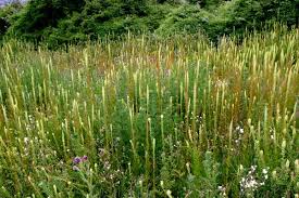 Image result for Reseda luteola