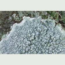 Attēlu rezultāti vaicājumam “Pertusaria pertusa”