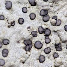 Attēlu rezultāti vaicājumam “Porpidia macrocarpa”