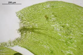 Attēlu rezultāti vaicājumam “Plagiothecium denticulatum”