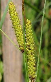 Attēlu rezultāti vaicājumam “Carex rostrata”