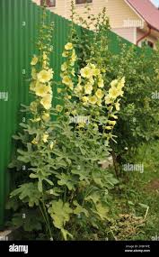 Image result for Alcea rugosa