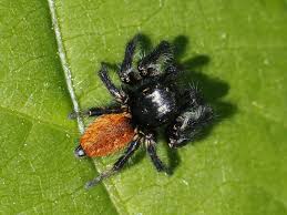 Attēlu rezultāti vaicājumam “Xanthogramma sp.”