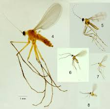 Attēlu rezultāti vaicājumam “Cecidomyiidae”