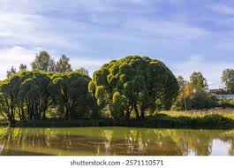 Attēlu rezultāti vaicājumam “Salix x fragilis”